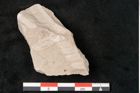 Foto (Detailansicht) von Neuropteris plicata Sternbg. (NHMW-GEO-2024-0188-10678)